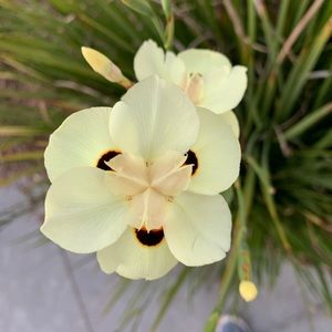 Meet your Posher, Suzannah